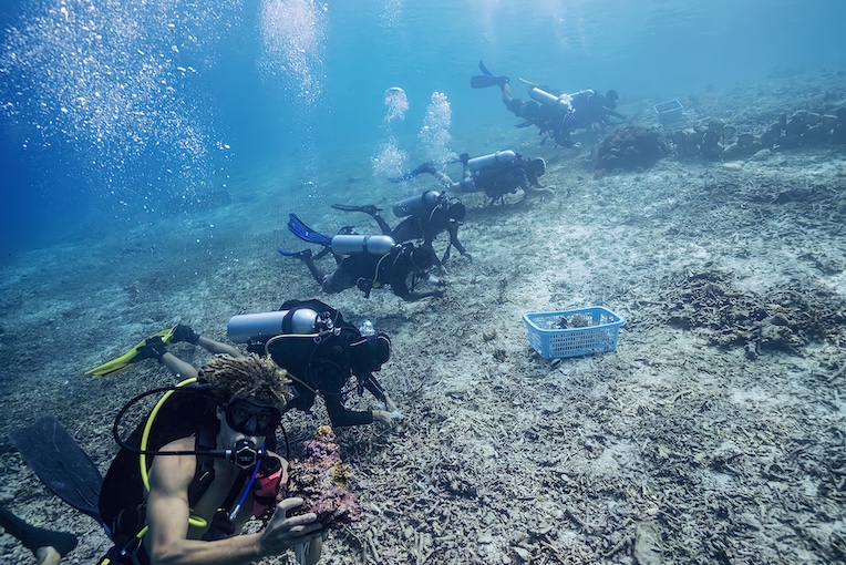 Yaf Keru Reef Restoration Raja Ampat The SEA People
