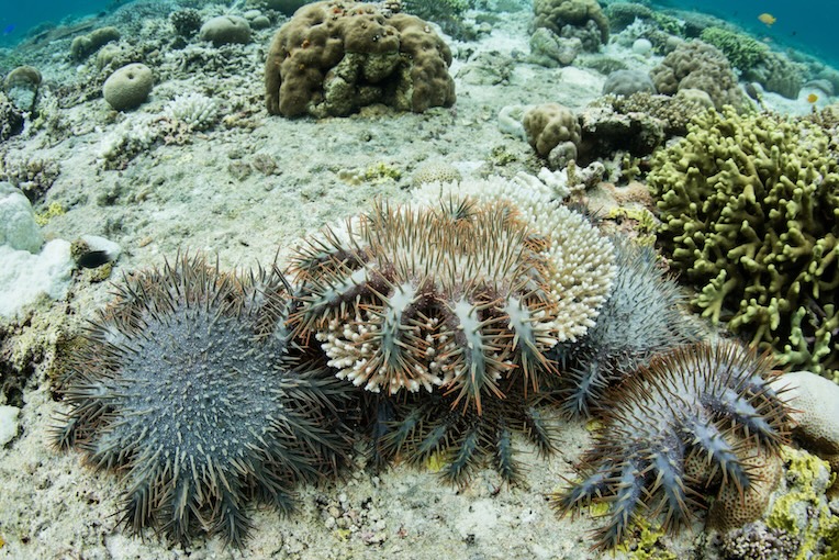 Crown of Thorns Starfish Mitigation Raja Ampat | The SEA People