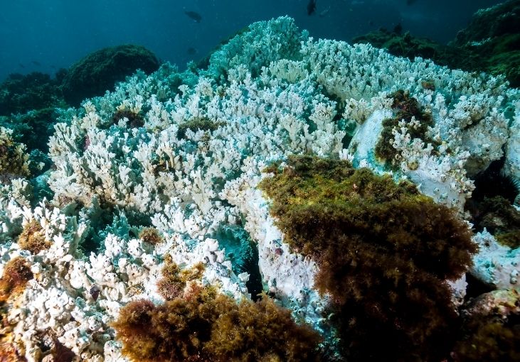 Conservation Raja Ampat Tourism Overtourism