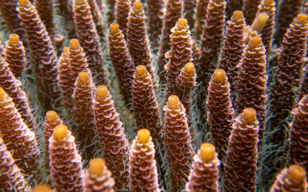 Day 7 | The SEA People Diaries | Raja Ampat