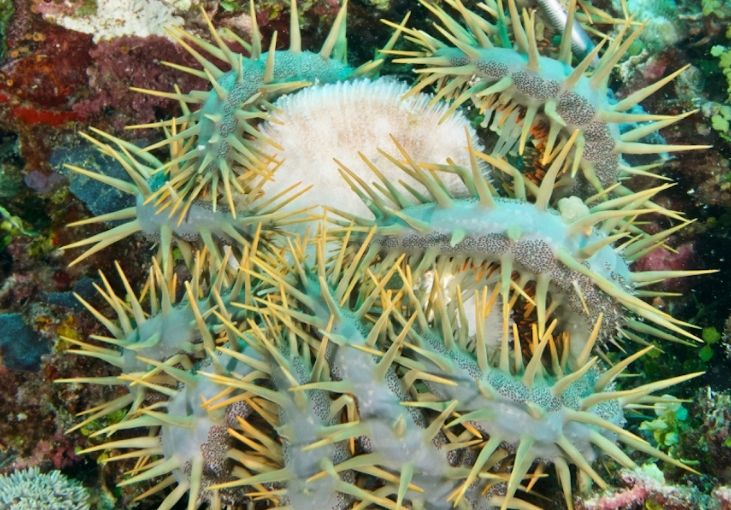 Threats To Coral Reefs Climate Pollution Raja Ampat