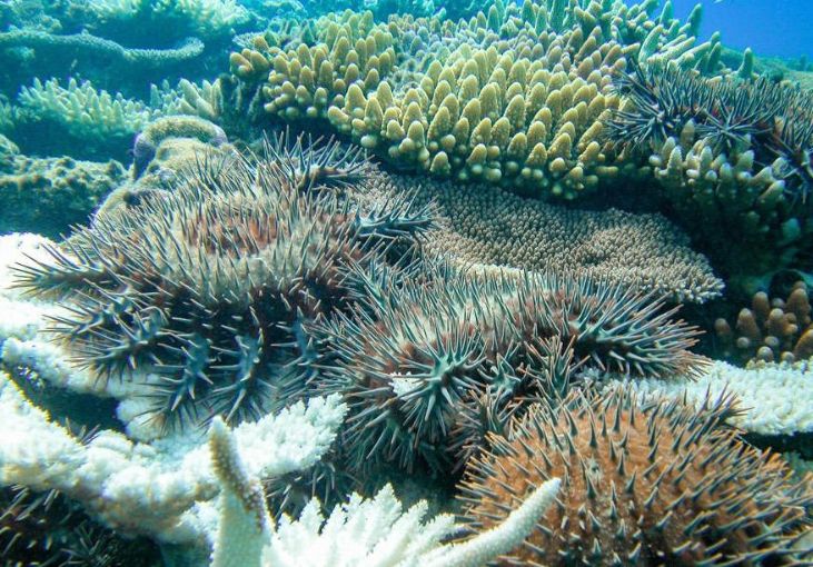 Threats To Coral Reefs Climate Threats To Coral Reefs Climate Pollution Raja Ampat