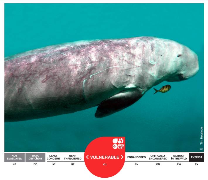 Dugong Vulnerable IUCN Raja Ampat