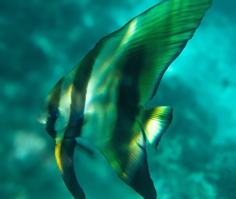 Batfish Raja Ampat The SEA People Diaries
