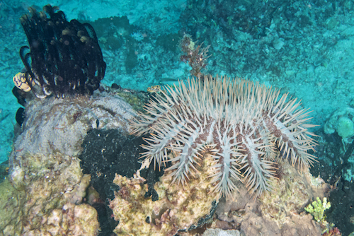 Raja Ampat Crown of Thorns Starfish