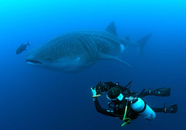 Reef Encounters - Megafauna Monitoring Citizen Science Raja Ampat The SEA People