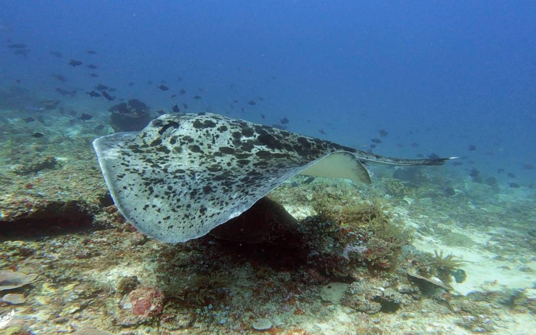 Reefs of Change… some mid-dive thoughts from the mind of a nature lover