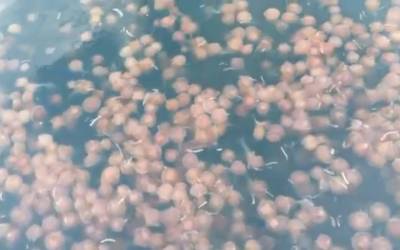 A Very Jelly Christmas – A Sign From Mother Nature?
