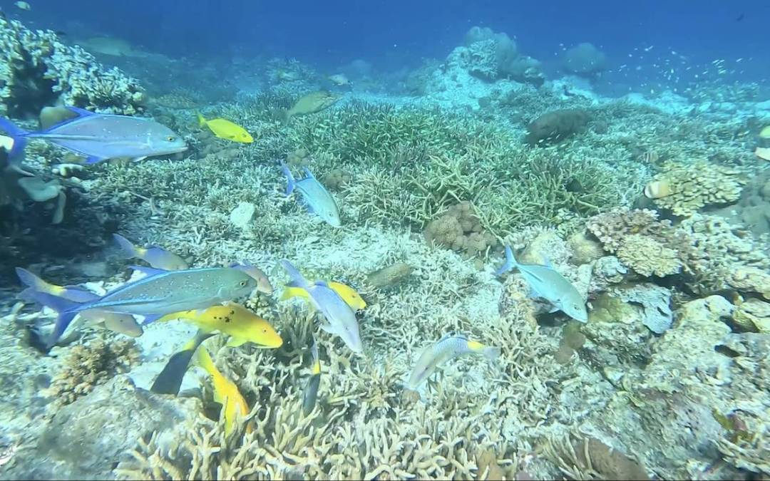 Yaf Keru Reef Restoration | Bringing Life Back To Degraded Reefs | The SEA People | Conservation Raja Ampat