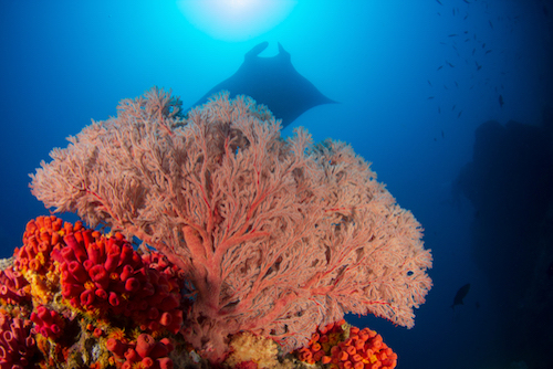 Conservation Raja Ampat Small Change Big Change The SEA People