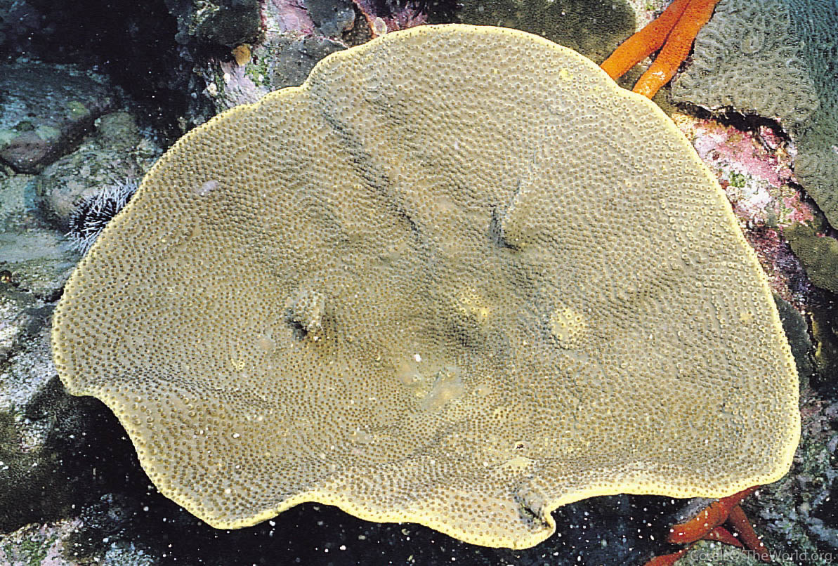 Tubinaria sp Corals of the World