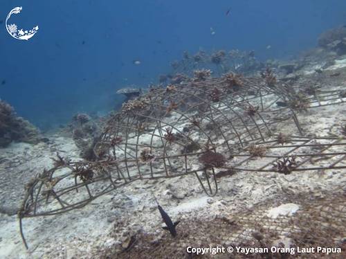 Yaf Keru Reef Restoration Raja Ampat The SEA People, structure at 1 month old