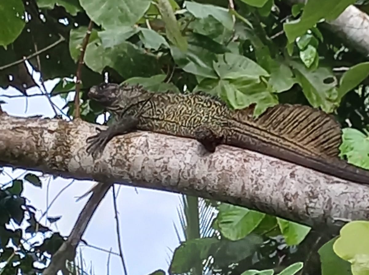 SailFin Lizard Mayalibit Bay