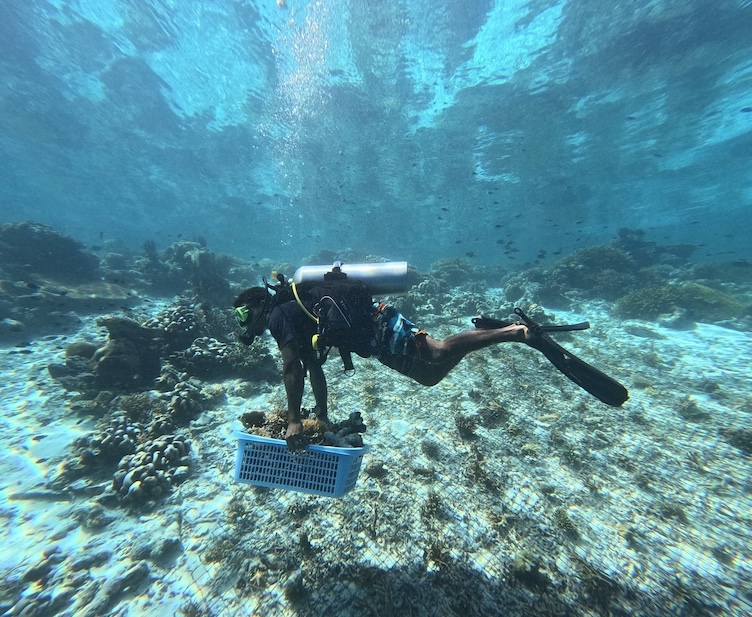 Yaf Keru Reef Restoration Raja Ampat The SEA People