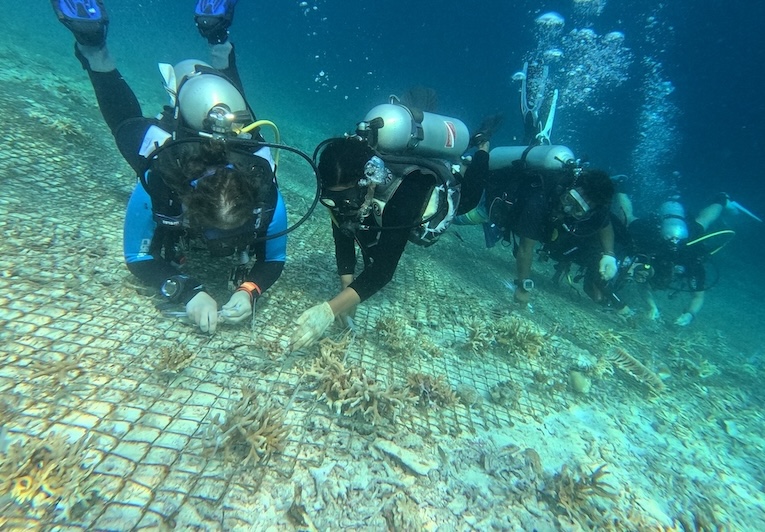 Regenerative Tourism Raja Ampat Yaf Keru Reef Restoration and Conservation
