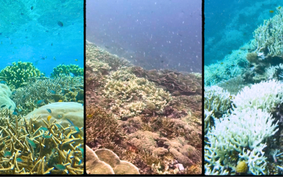 The World’s Fourth Coral Bleaching Event; How It’s Affecting Raja Ampat right now