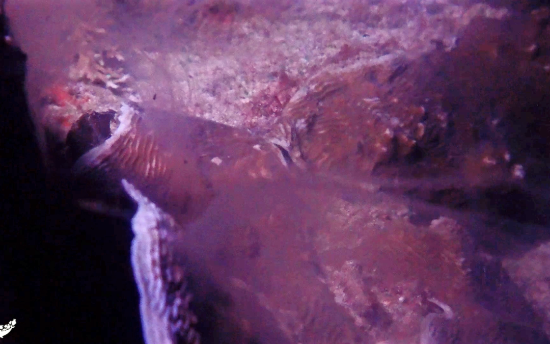 Coral Spawning Raja Ampat Yaf Keru Reef Restoration and Conservation Raja Ampat Monitoring