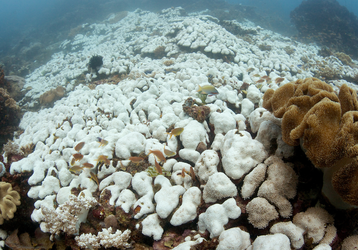 Earning While Learning | The SEA People Conservation Programs Raja Ampat