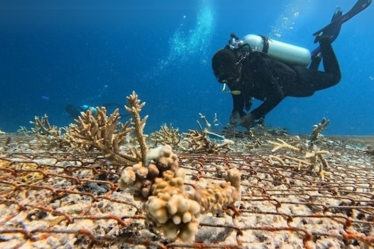 Yaf Keru Reef Restoration and Conservation Raja Ampat | The SEA People