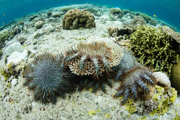 Threats To Coral Reefs Climate Threats To Coral Reefs Climate Pollution Raja Ampat